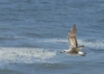 Mouette